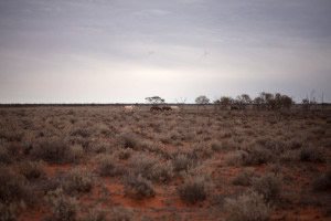 Salt Bush